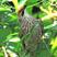 Straw-headed Bulbul Straw-headed Bulbul